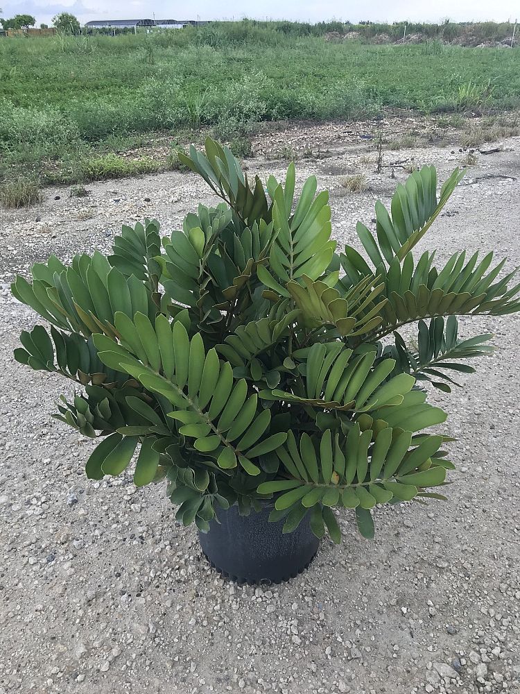 zamia-furfuracea-zamia-maritima-cardboard-palm
