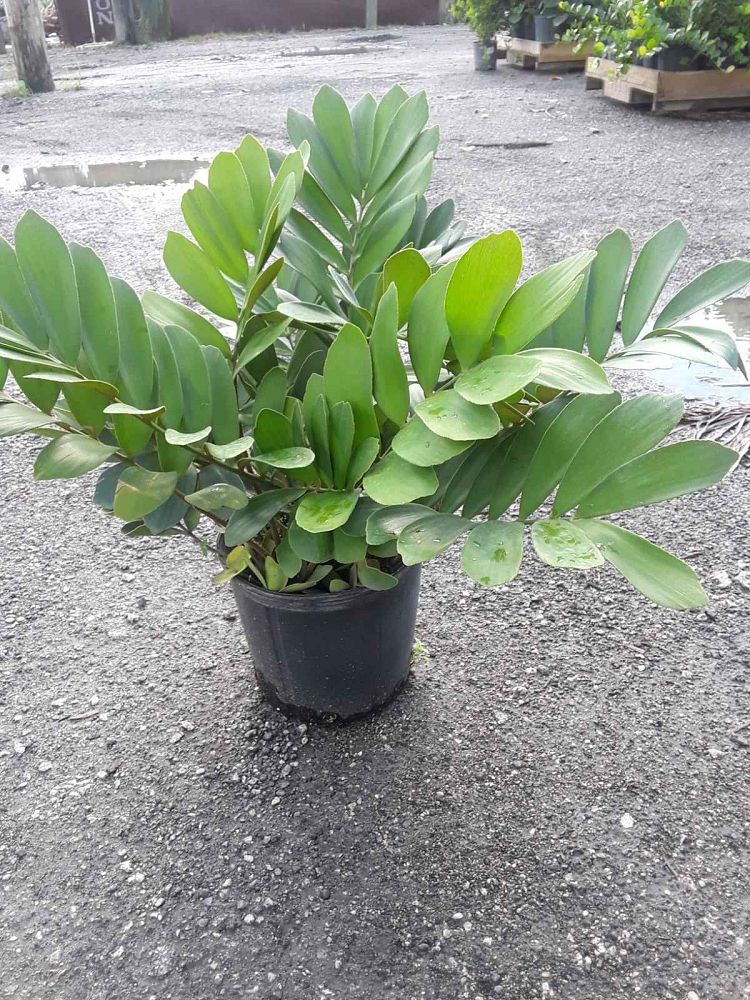 zamia-furfuracea-zamia-maritima-cardboard-palm