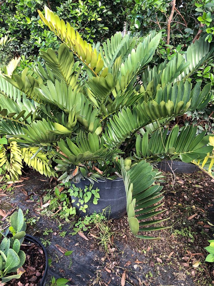 zamia-furfuracea-zamia-maritima-cardboard-palm