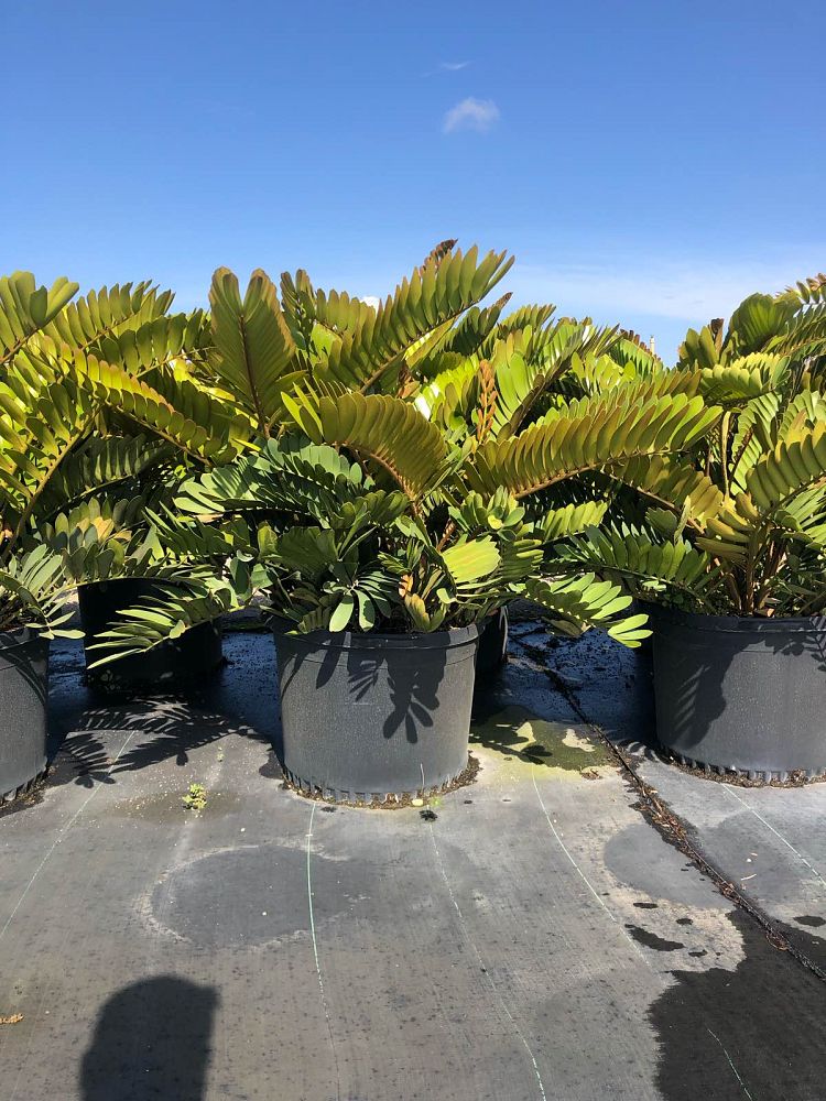 zamia-furfuracea-zamia-maritima-cardboard-palm