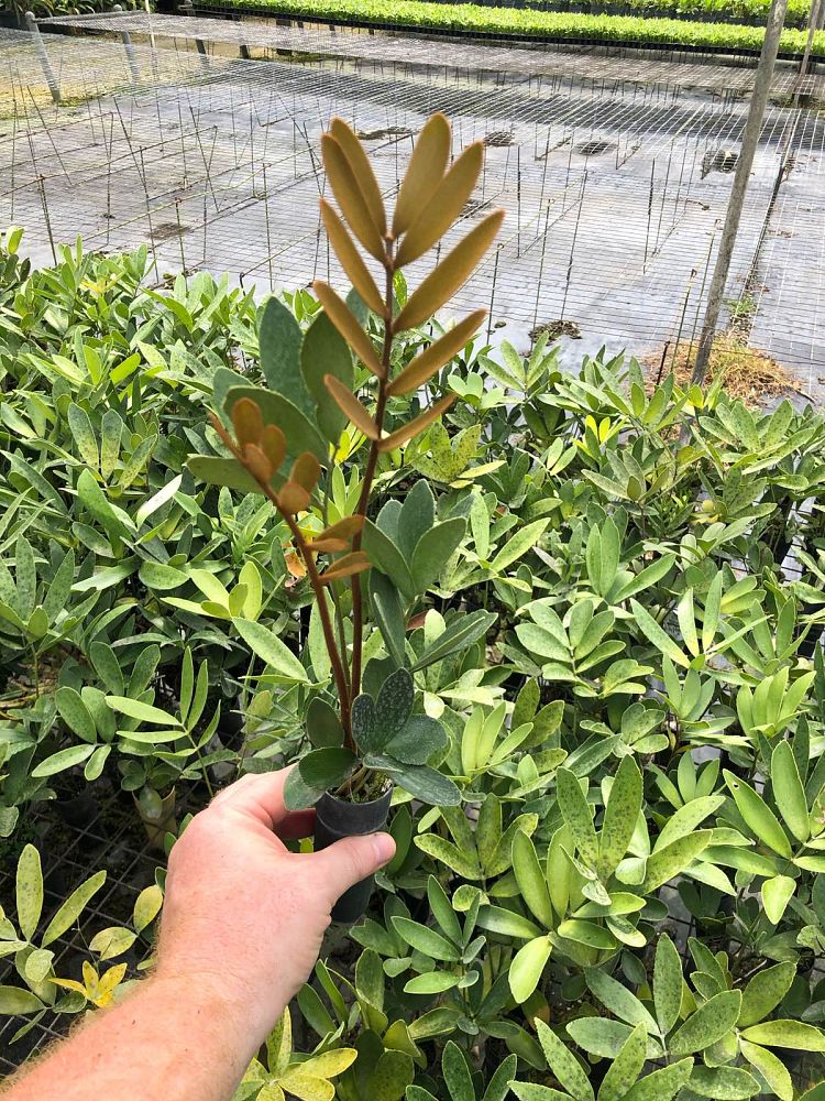 zamia-furfuracea-zamia-maritima-cardboard-palm