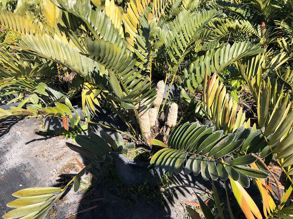 zamia-furfuracea-zamia-maritima-cardboard-palm