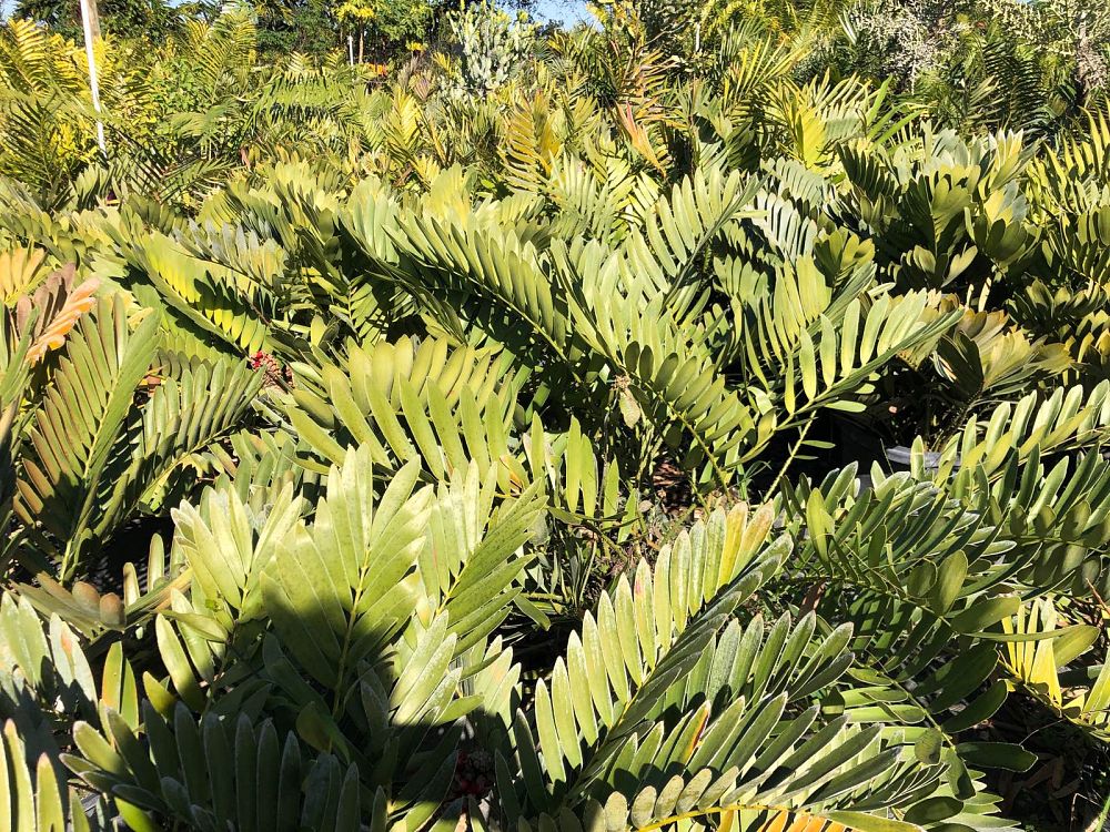 zamia-furfuracea-zamia-maritima-cardboard-palm