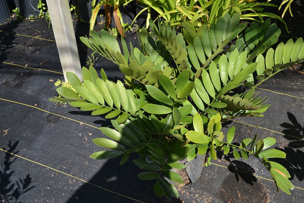 zamia-furfuracea-zamia-maritima-cardboard-palm