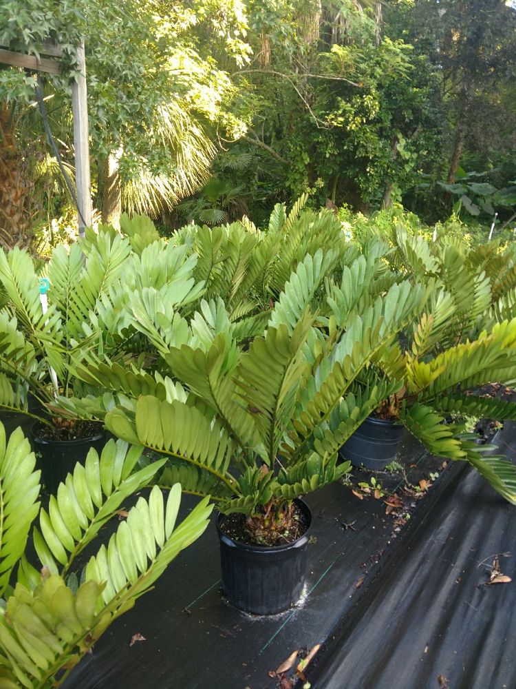 zamia-furfuracea-zamia-maritima-cardboard-palm