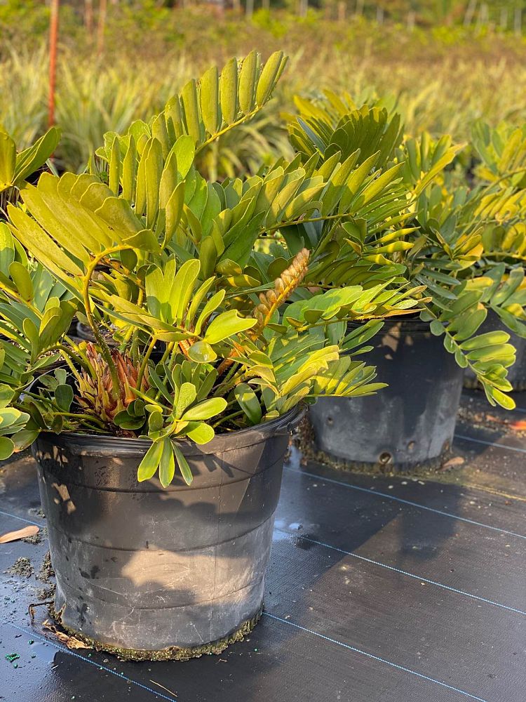 zamia-furfuracea-zamia-maritima-cardboard-palm