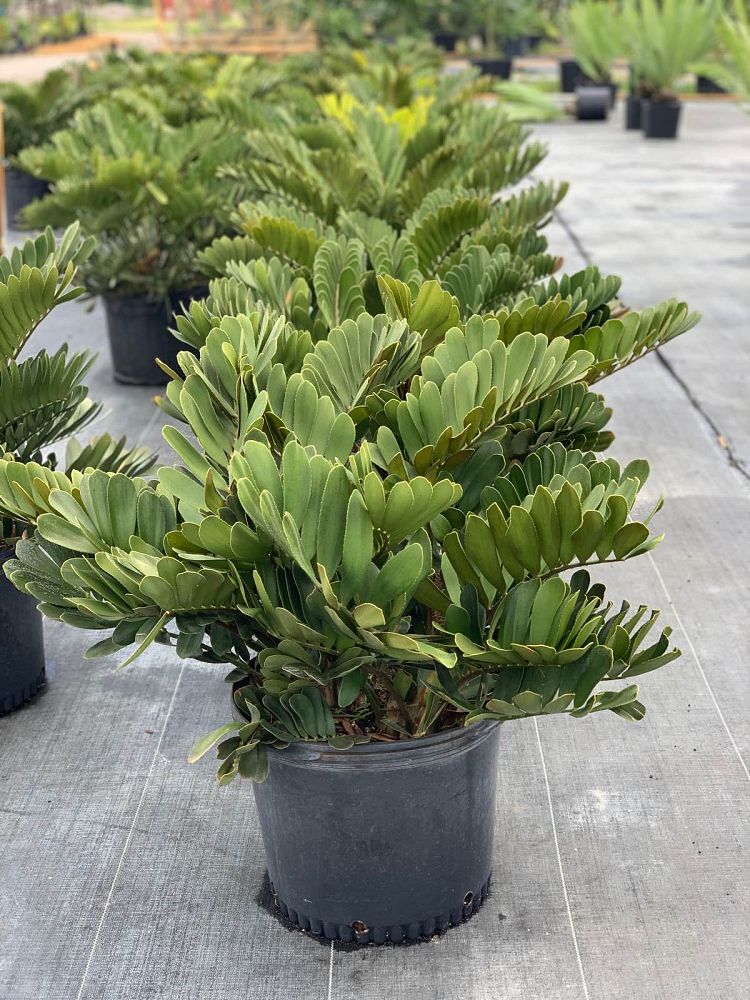 zamia-furfuracea-zamia-maritima-cardboard-palm