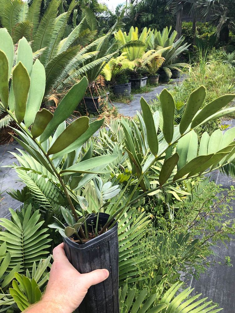 zamia-furfuracea-zamia-maritima-cardboard-palm