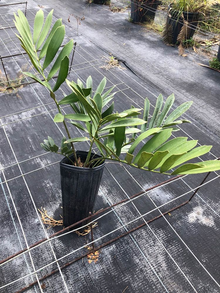 zamia-furfuracea-zamia-maritima-cardboard-palm