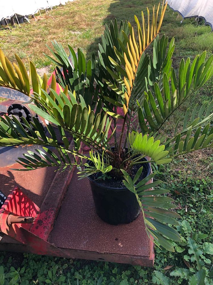 zamia-furfuracea-zamia-maritima-cardboard-palm