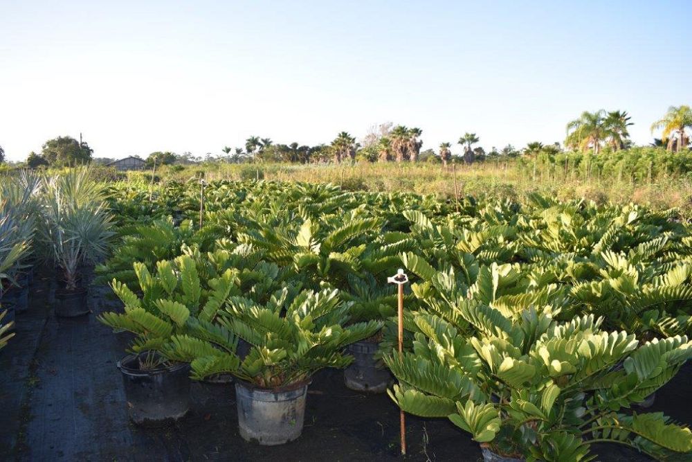 zamia-furfuracea-zamia-maritima-cardboard-palm