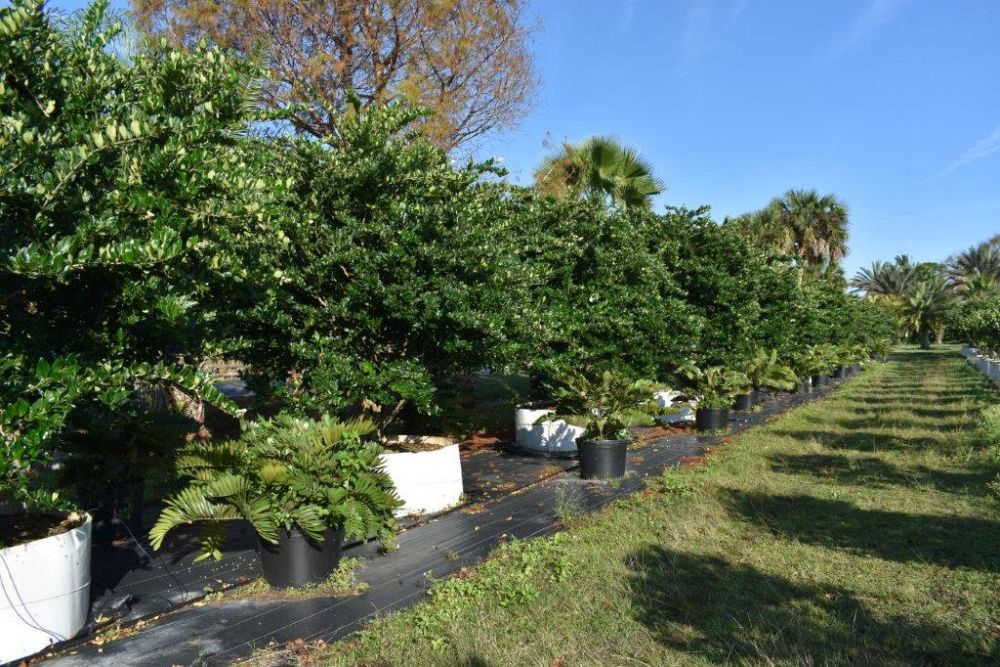 zamia-furfuracea-zamia-maritima-cardboard-palm