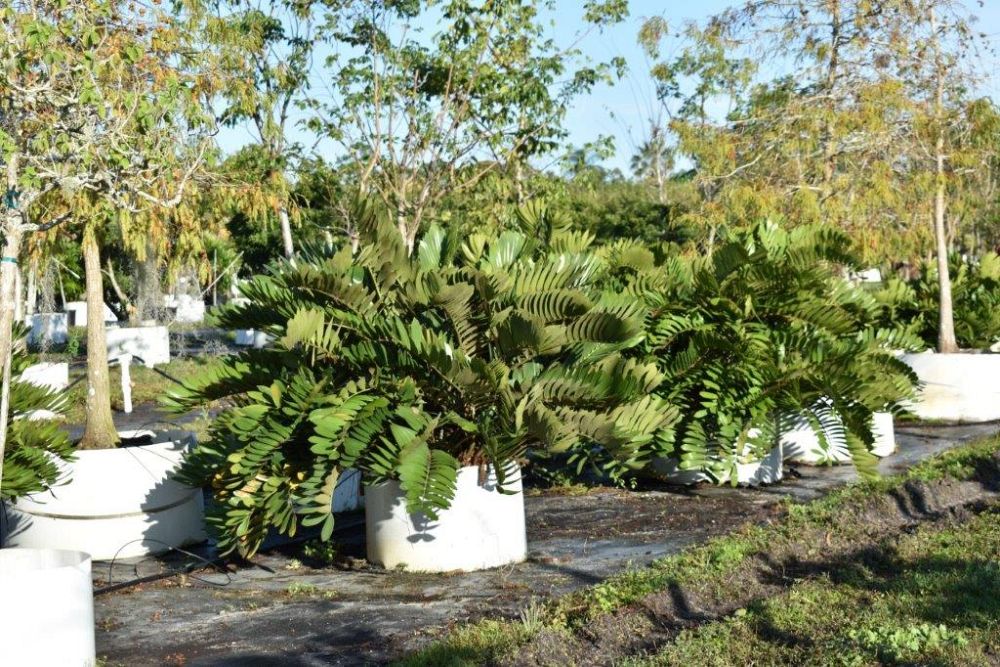 zamia-furfuracea-zamia-maritima-cardboard-palm