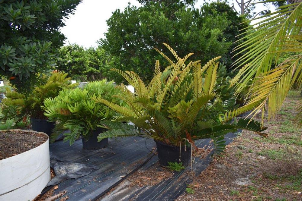 zamia-furfuracea-zamia-maritima-cardboard-palm