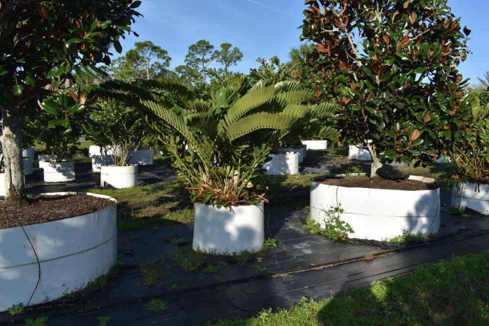 zamia-furfuracea-zamia-maritima-cardboard-palm