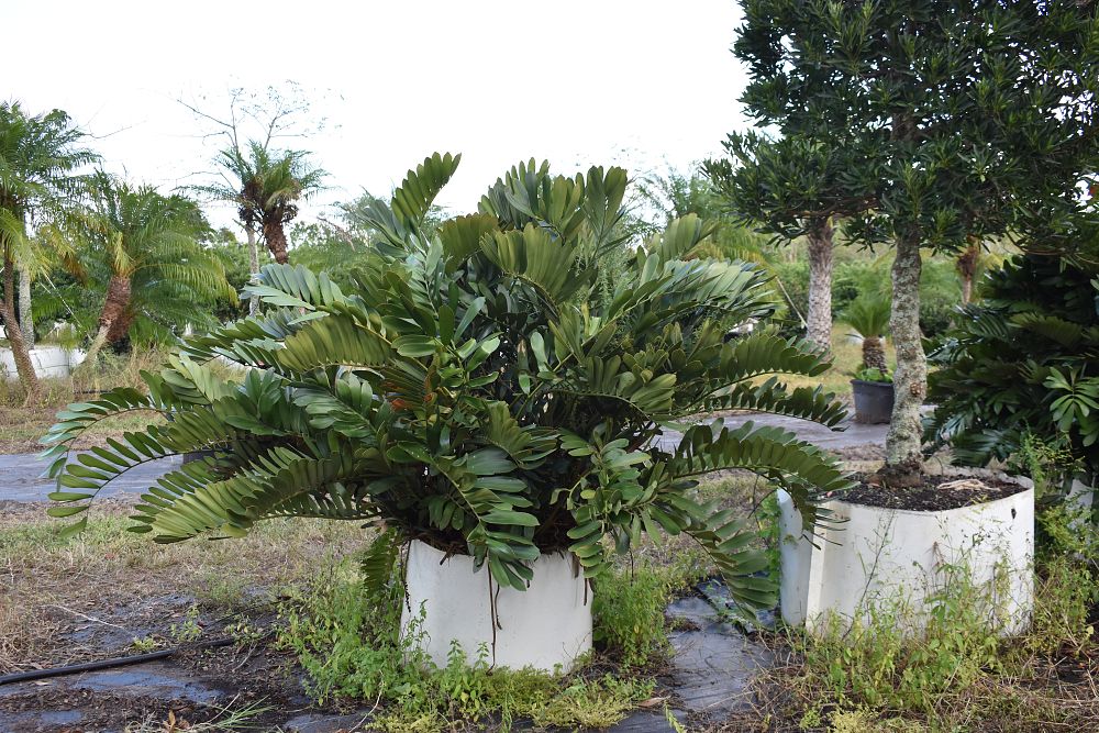 zamia-furfuracea-zamia-maritima-cardboard-palm