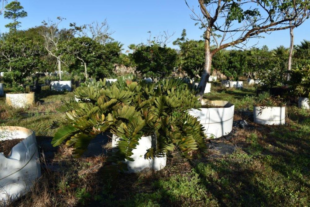 zamia-furfuracea-zamia-maritima-cardboard-palm