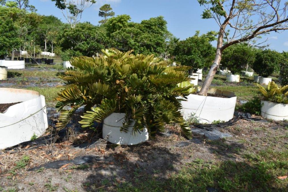 zamia-furfuracea-zamia-maritima-cardboard-palm