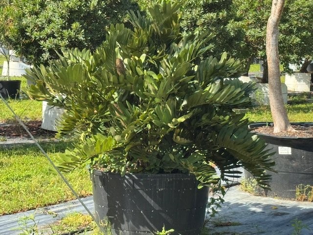 zamia-furfuracea-zamia-maritima-cardboard-palm