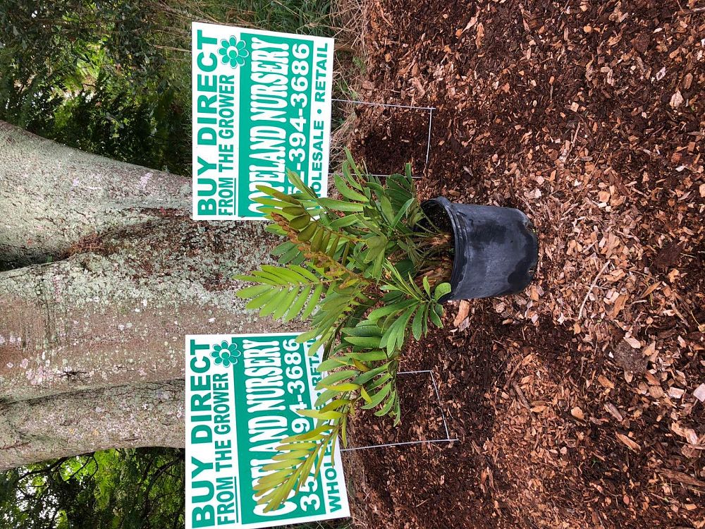 zamia-furfuracea-zamia-maritima-cardboard-palm