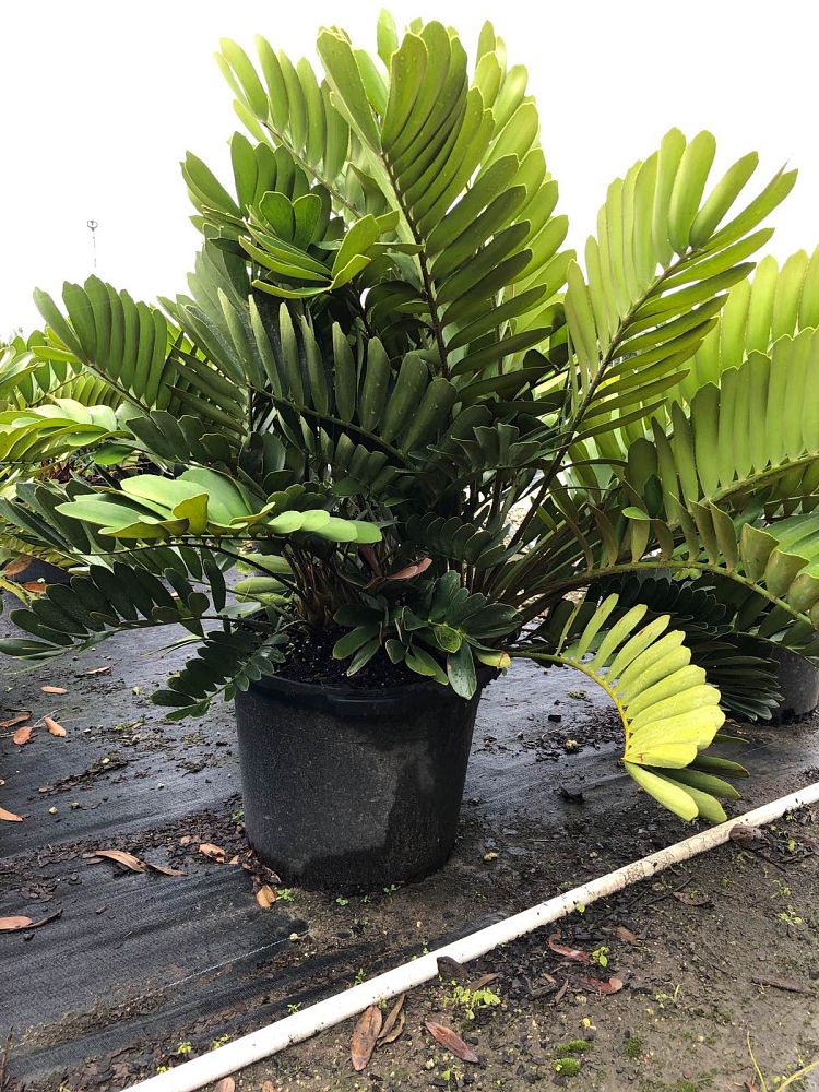 zamia-furfuracea-zamia-maritima-cardboard-palm