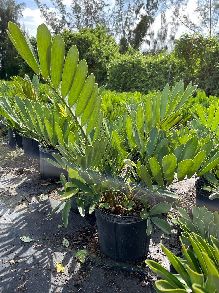 zamia-furfuracea-zamia-maritima-cardboard-palm