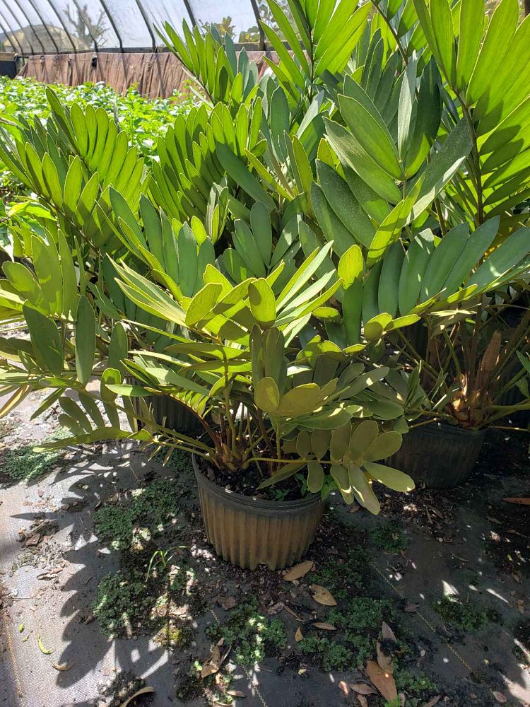 zamia-furfuracea-zamia-maritima-cardboard-palm