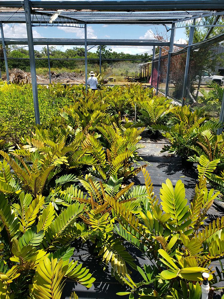 zamia-furfuracea-zamia-maritima-cardboard-palm