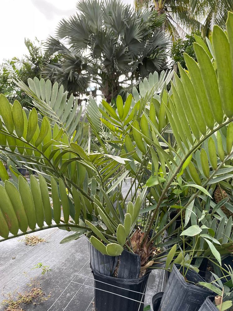 zamia-furfuracea-zamia-maritima-cardboard-palm