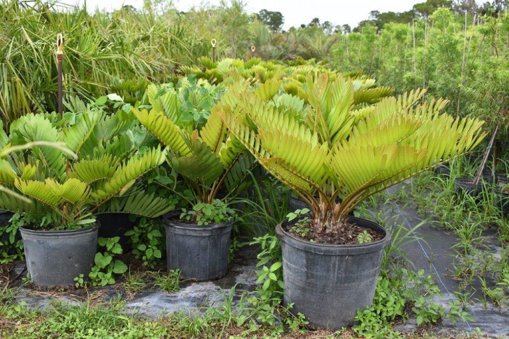 zamia-furfuracea-zamia-maritima-cardboard-palm