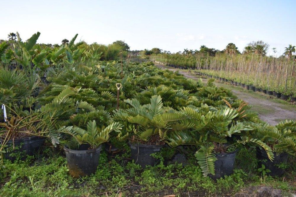 zamia-furfuracea-zamia-maritima-cardboard-palm
