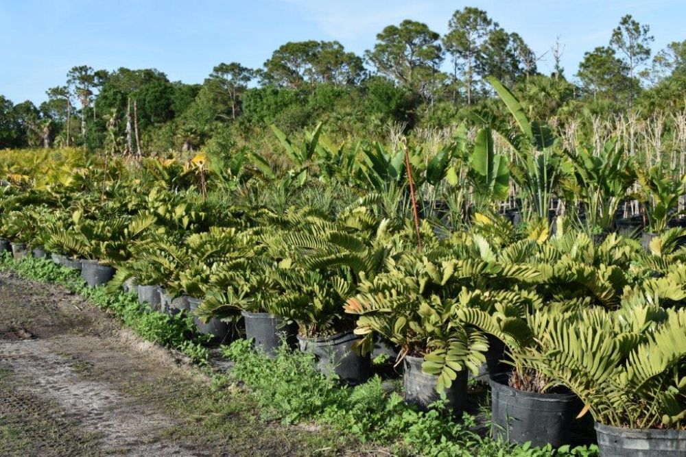 zamia-furfuracea-zamia-maritima-cardboard-palm