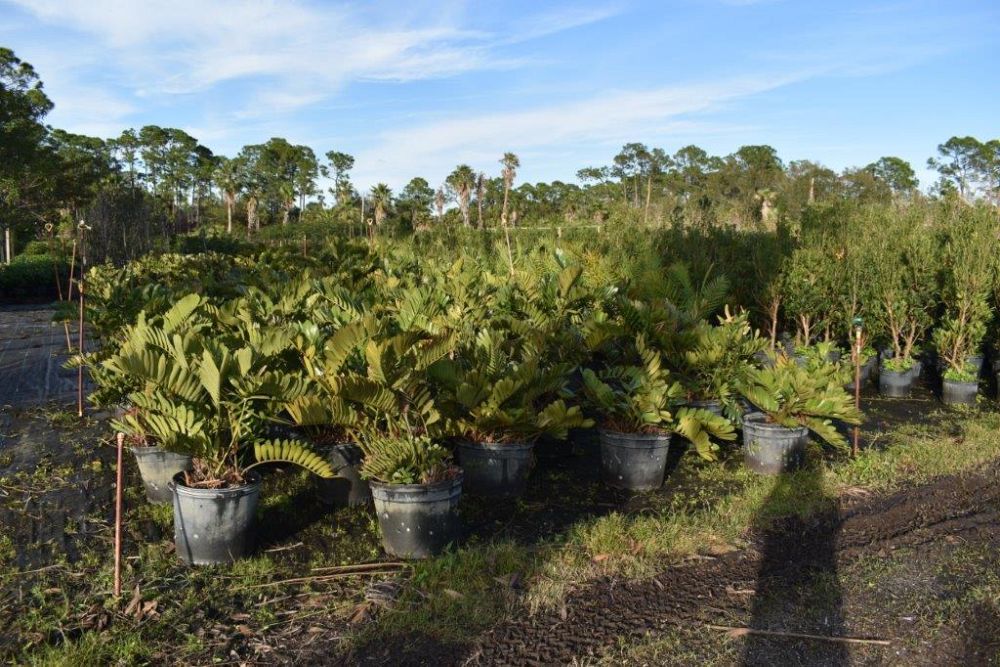 zamia-furfuracea-zamia-maritima-cardboard-palm