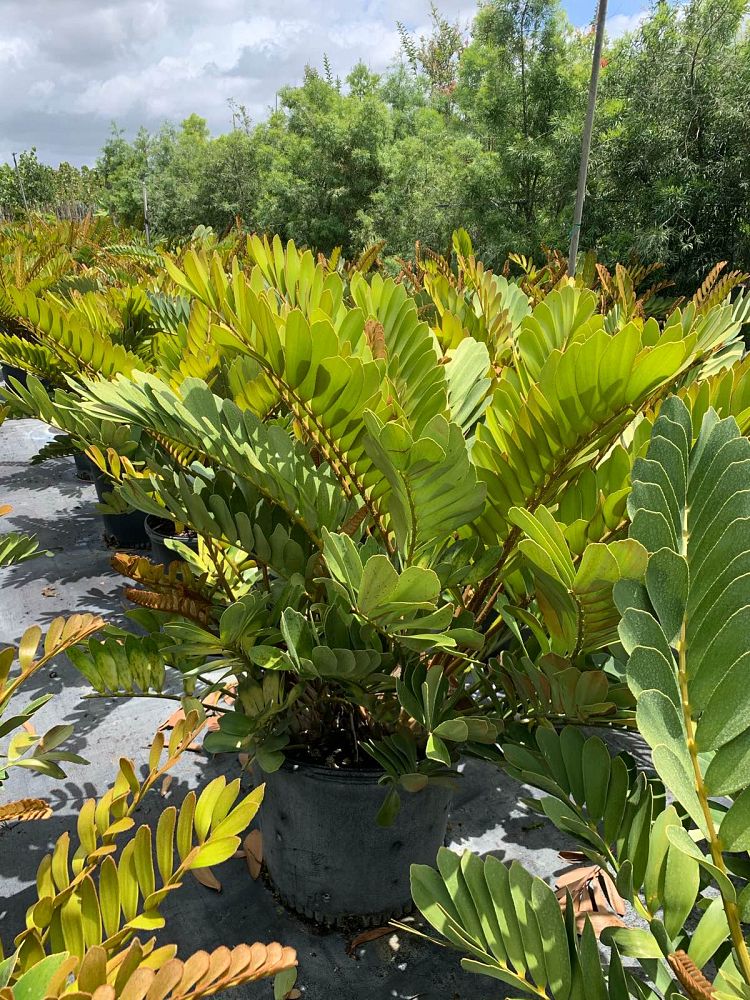 zamia-furfuracea-zamia-maritima-cardboard-palm