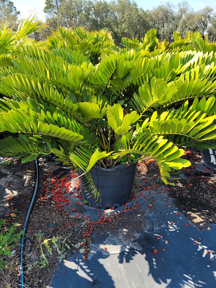 zamia-furfuracea-zamia-maritima-cardboard-palm