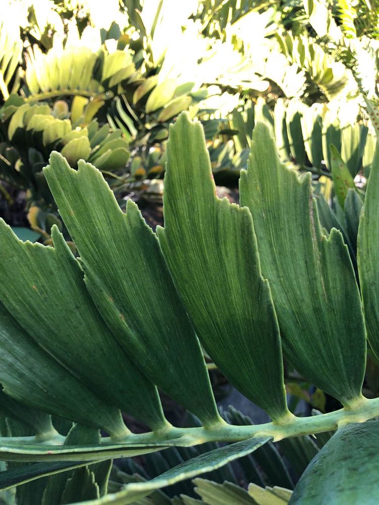 zamia-furfuracea-zamia-maritima-cardboard-palm