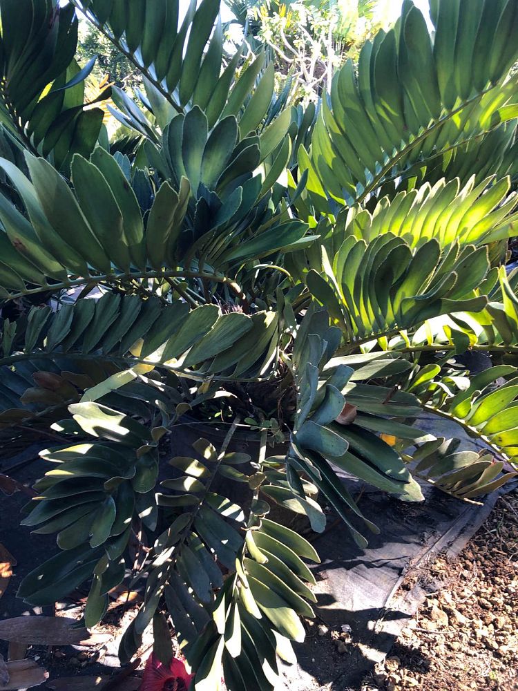 zamia-furfuracea-zamia-maritima-cardboard-palm