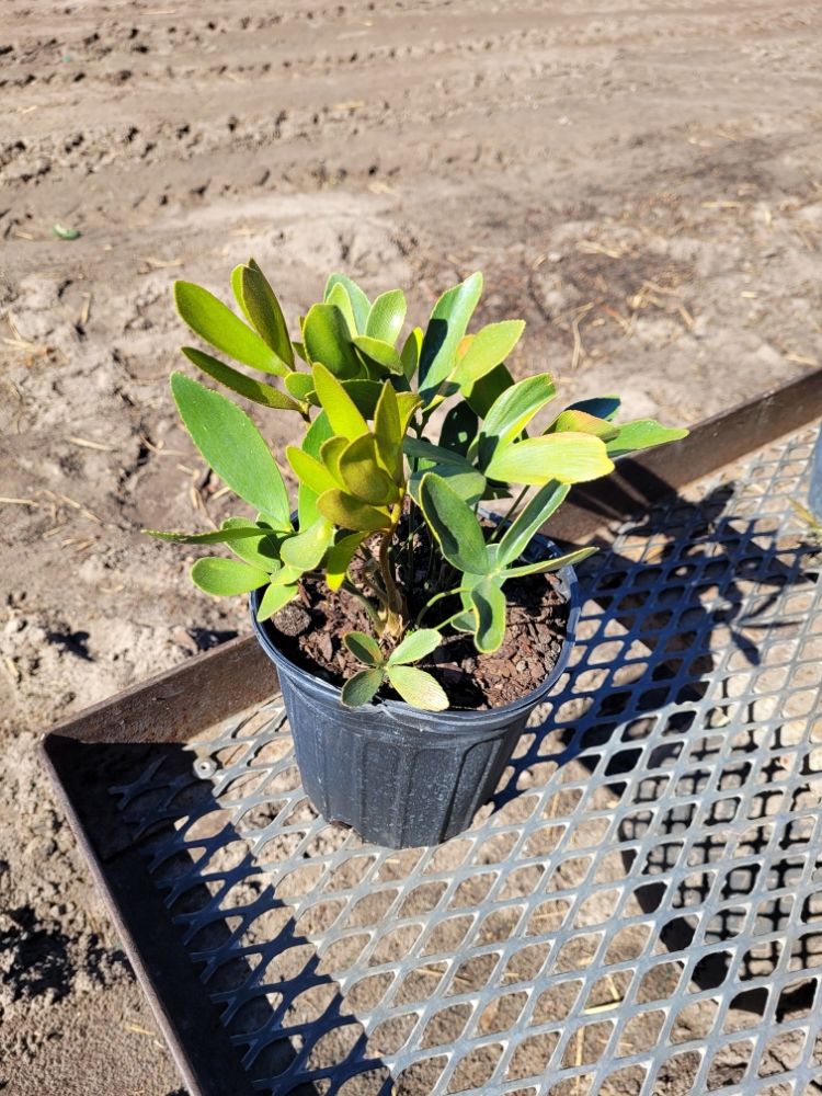 zamia-furfuracea-zamia-maritima-cardboard-palm