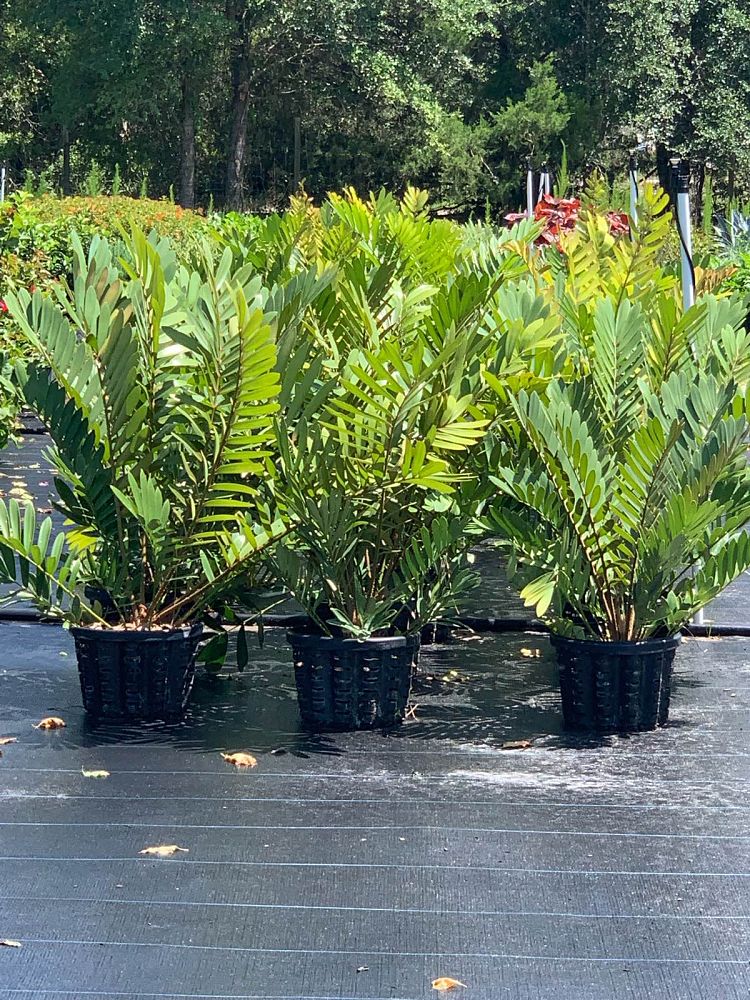 zamia-furfuracea-zamia-maritima-cardboard-palm