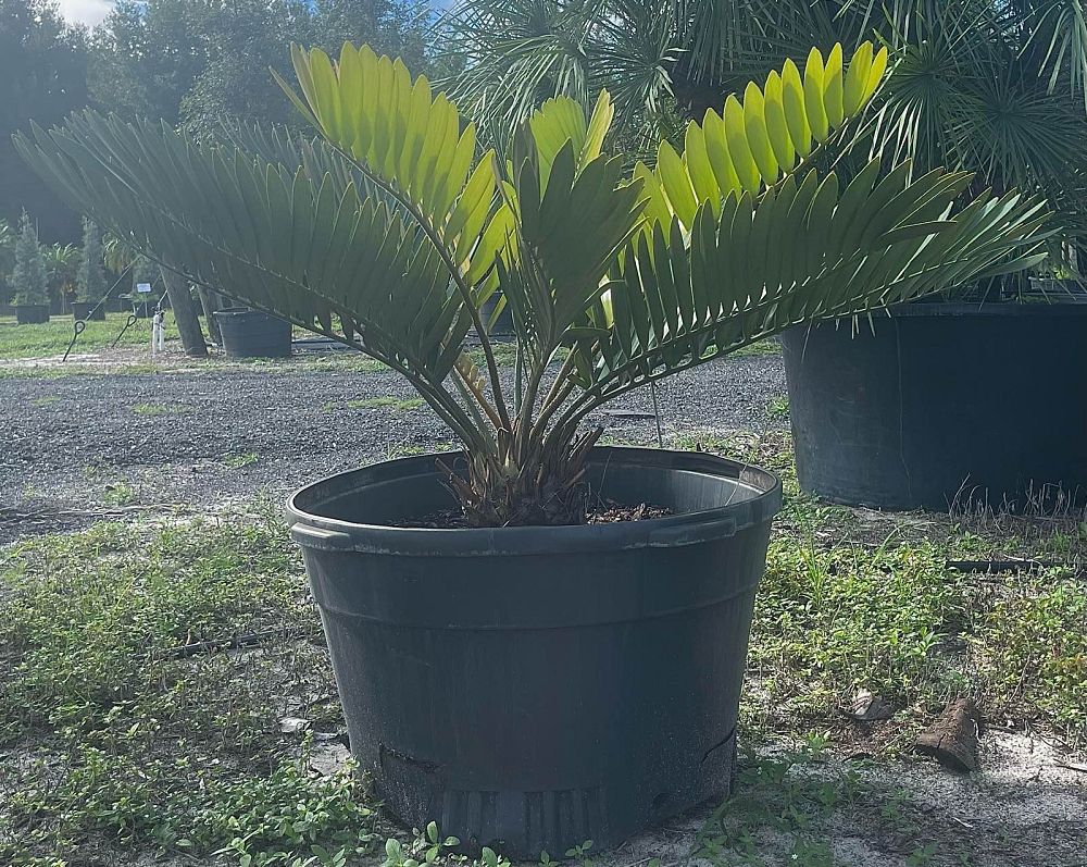 zamia-furfuracea-zamia-maritima-cardboard-palm