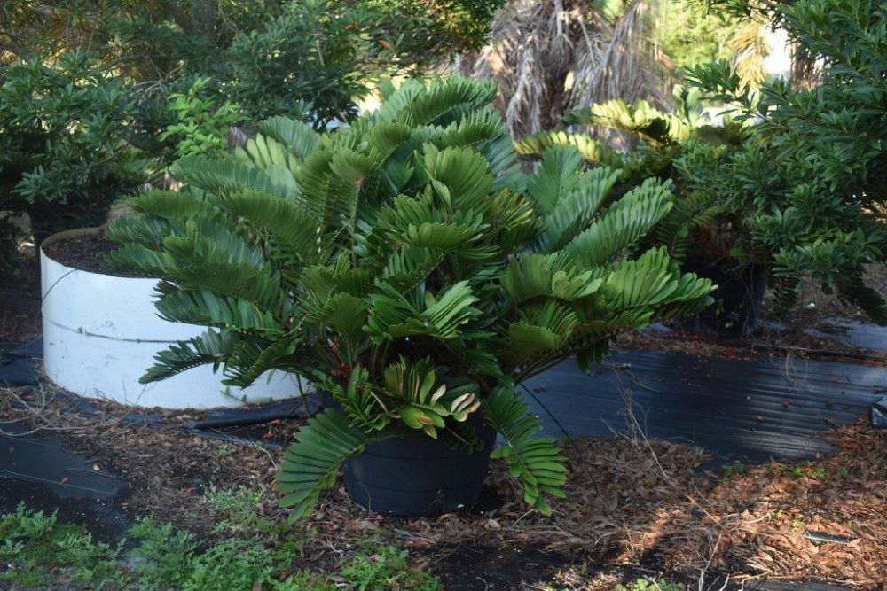 zamia-furfuracea-zamia-maritima-cardboard-palm