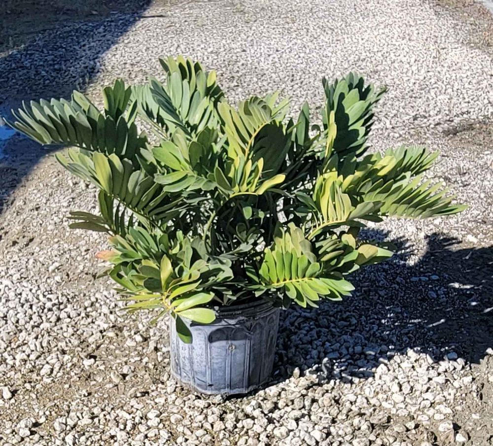 zamia-furfuracea-zamia-maritima-cardboard-palm