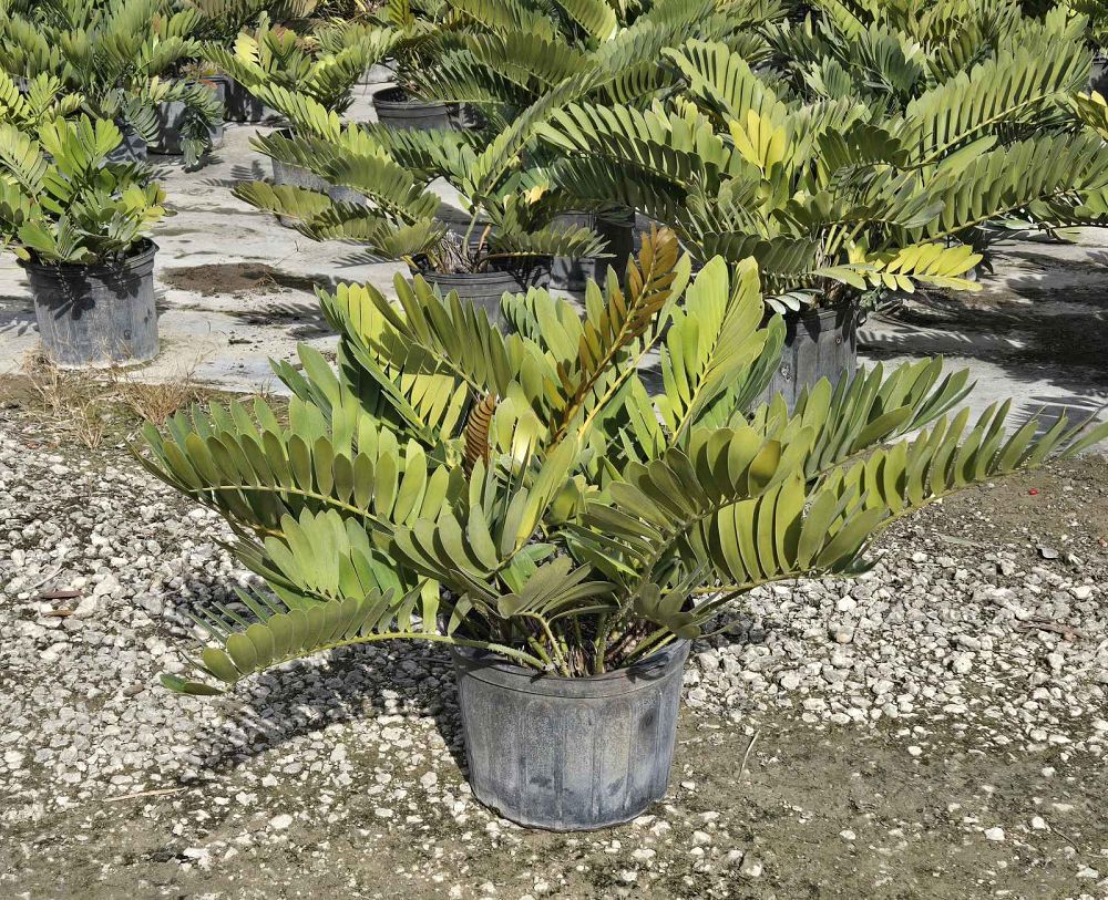 zamia-furfuracea-zamia-maritima-cardboard-palm