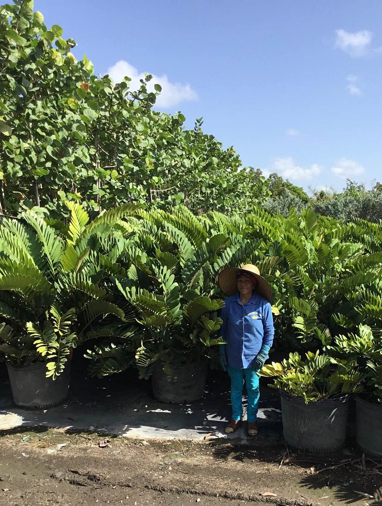 zamia-furfuracea-zamia-maritima-cardboard-palm