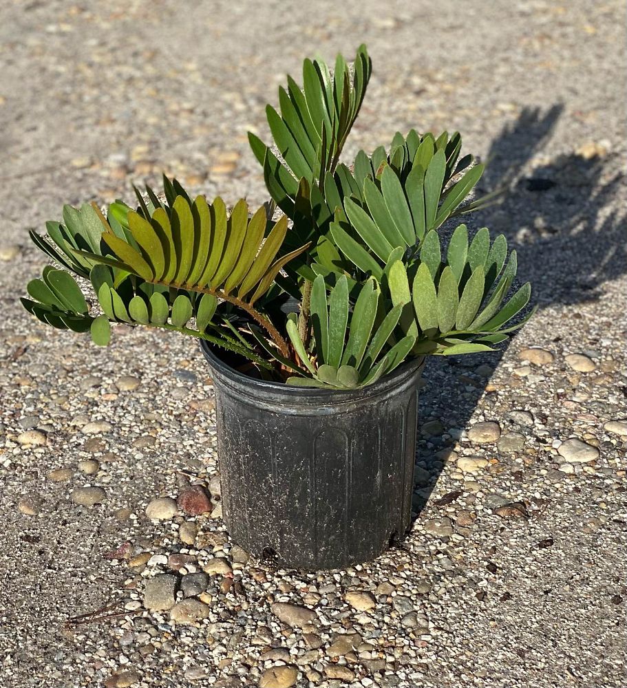 zamia-furfuracea-zamia-maritima-cardboard-palm