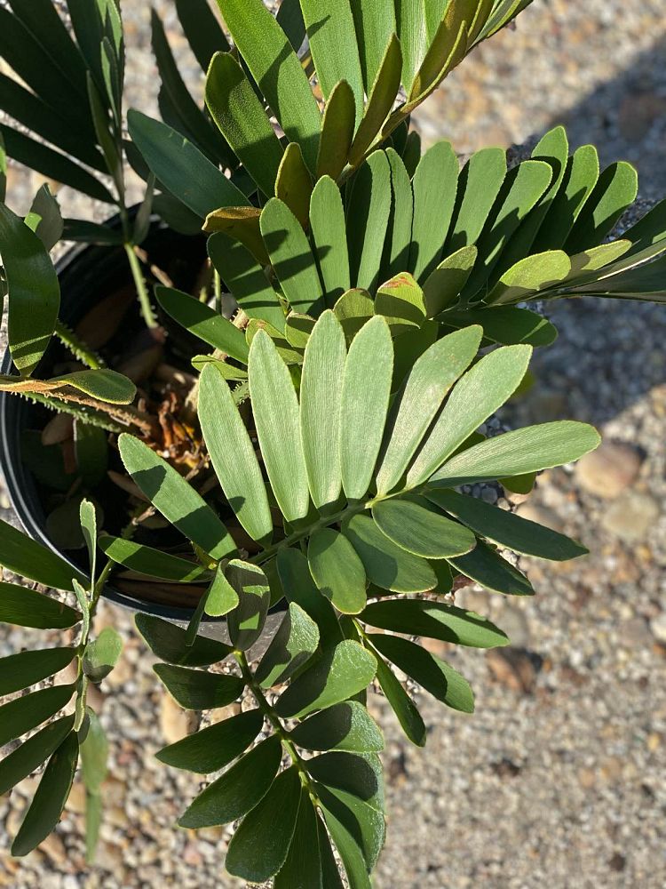 zamia-furfuracea-zamia-maritima-cardboard-palm