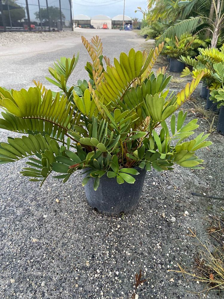 zamia-furfuracea-zamia-maritima-cardboard-palm
