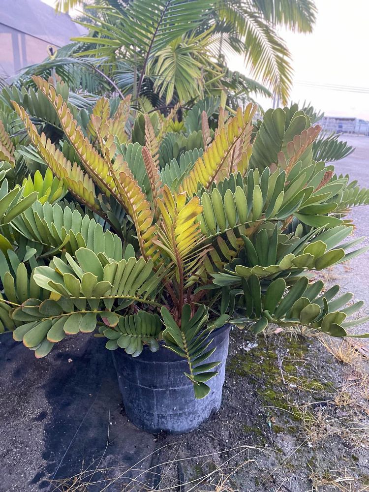 zamia-furfuracea-zamia-maritima-cardboard-palm