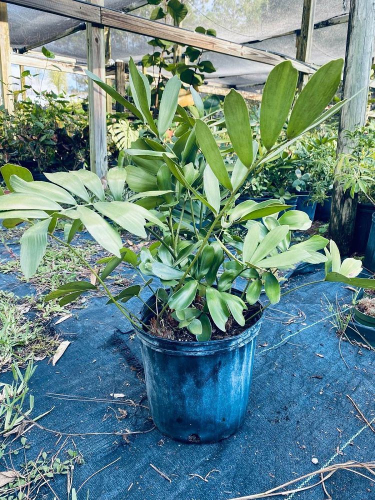 zamia-furfuracea-zamia-maritima-cardboard-palm