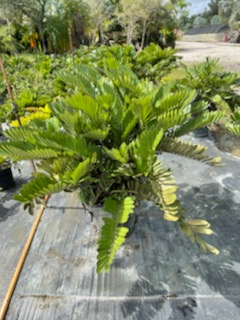 zamia-furfuracea-zamia-maritima-cardboard-palm